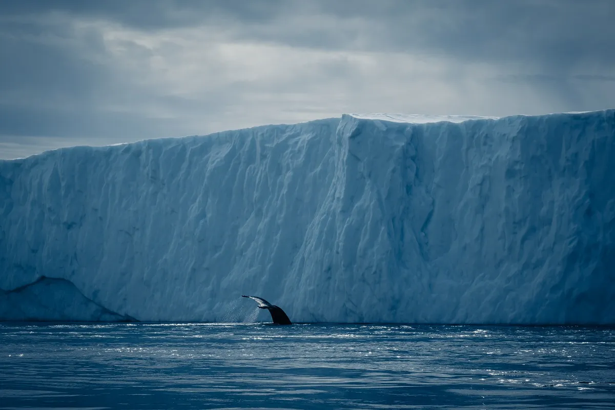 Baleine_au_Groenland